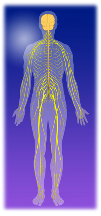 Nervous System