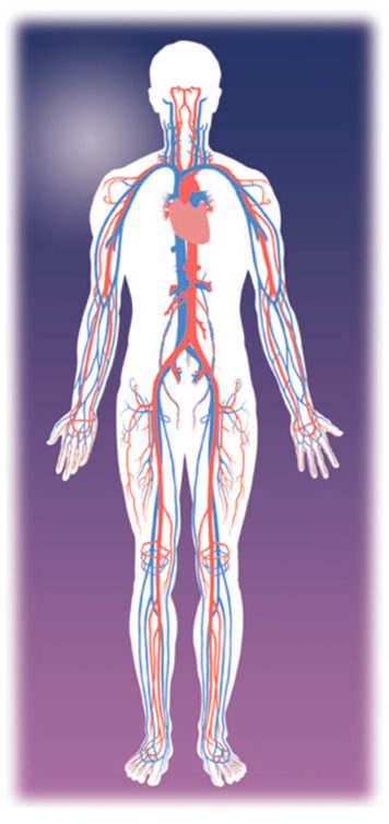 Vascular System