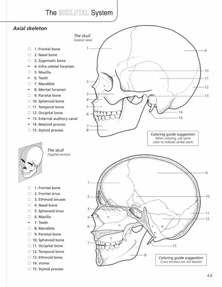 Anatomy & Physiology Coloring Book - Image 7