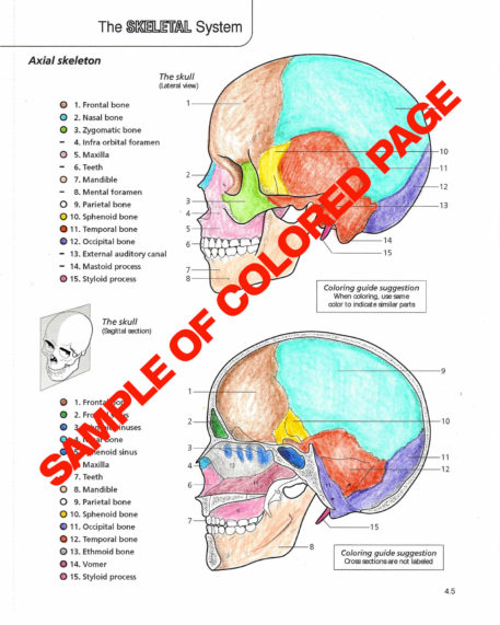 Anatomy & Physiology Coloring Book - Image 8