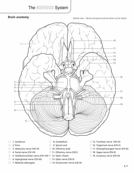 Anatomy & Physiology Coloring Book - Image 5