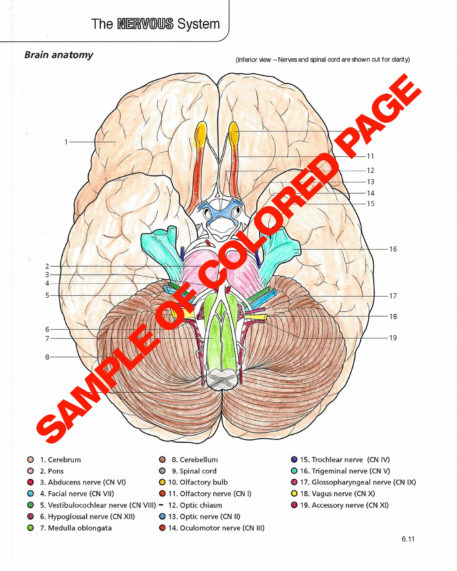 Anatomy & Physiology Coloring Book - Image 6