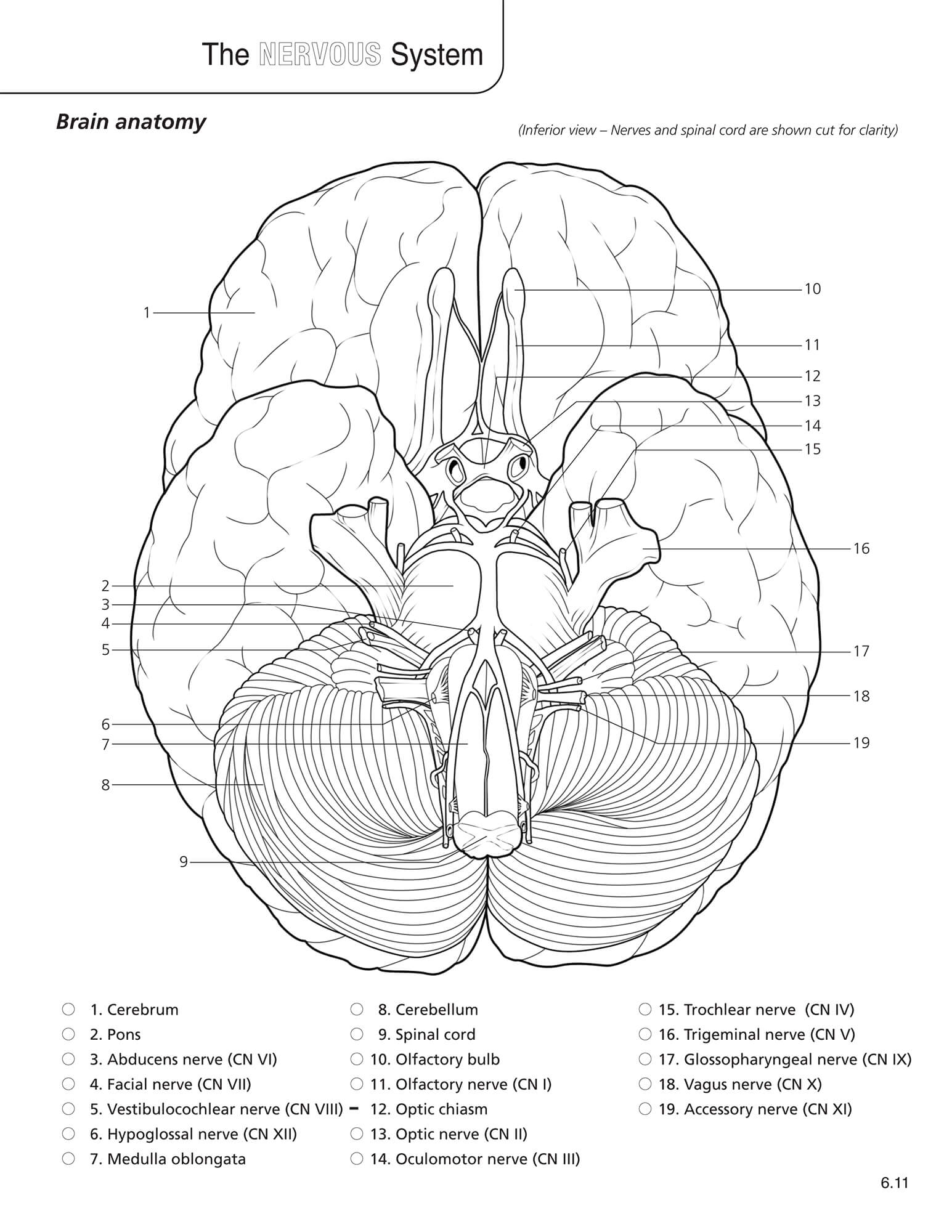 anatomy of the eye coloring pages