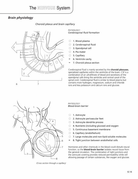Anatomy & Physiology Coloring Book - Image 9