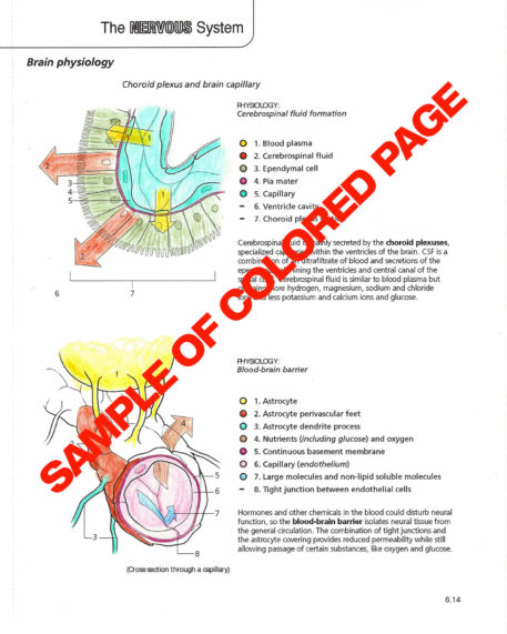 Anatomy & Physiology Coloring Book - Image 10