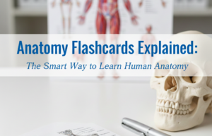 wall chart human anatomy