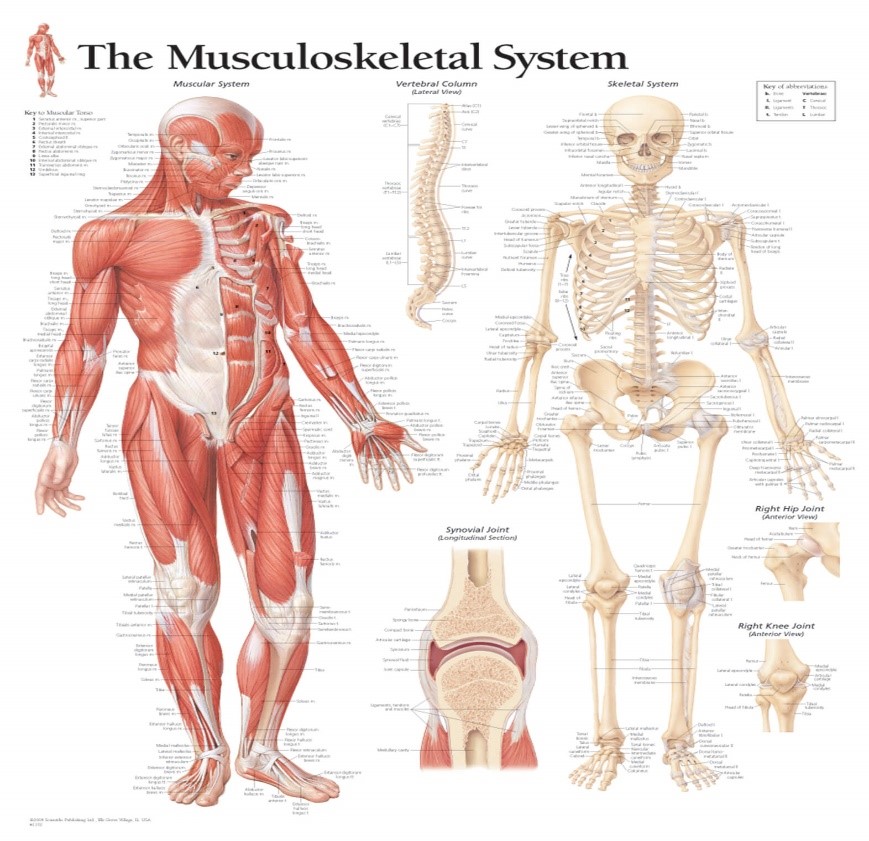 Medical Teaching Aids