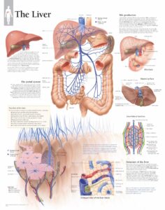 Medical Teaching Aids