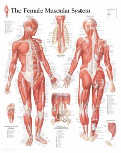 Human body Anatomical Charts